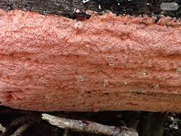 Attēlu rezultāti vaicājumam “Anomoporia bombycina”