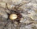 2000+ BROWN RECLUSE spiders in a Kansas home and no bites, UC ...