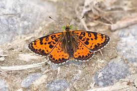 Attēlu rezultāti vaicājumam “Melitaea didyma male”