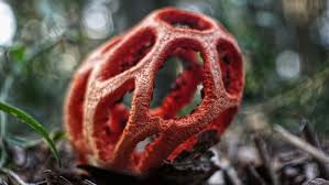 Attēlu rezultāti vaicājumam “Clathrus ruber”