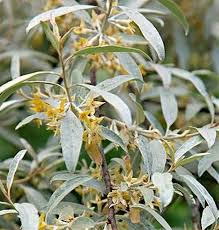 Attēlu rezultāti vaicājumam “Elaeagnus commutata”