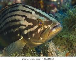 Image result for Epinephelus costae