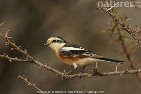 Image result for Lanius nubicus