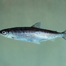 Image result for Coregonus artedi