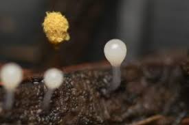 Attēlu rezultāti vaicājumam “Hemitrichia sordivesiculosa”