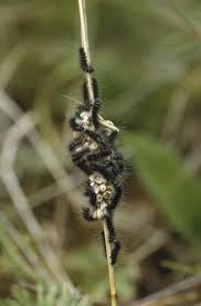 Attēlu rezultāti vaicājumam “Macrothylacia rubi larva”