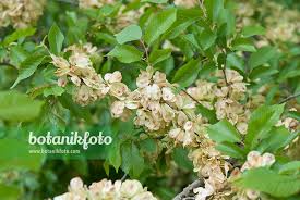 Attēlu rezultāti vaicājumam “Ulmus minor”