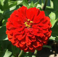 Image result for Zinnia elegans