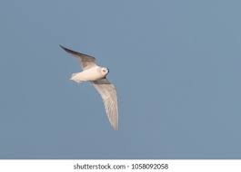 Image result for Rhodostethia rosea