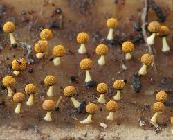 Attēlu rezultāti vaicājumam “Physarum melleum”