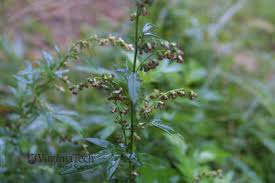 Attēlu rezultāti vaicājumam “Artemisia vulgaris bud”