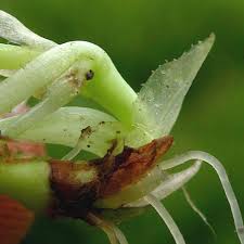 Attēlu rezultāti vaicājumam “Viola palustris”