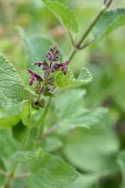 Attēlu rezultāti vaicājumam “Stachys officinalis bud”