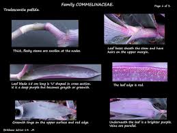 Attēlu rezultāti vaicājumam “Stemonitis pallida stalked”