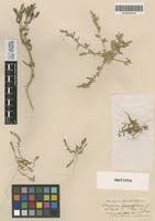 Attēlu rezultāti vaicājumam “Corispermum hyssopifolium”