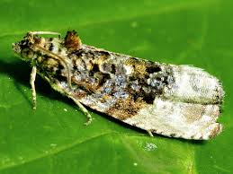 Attēlu rezultāti vaicājumam “Hedya nubiferana”