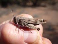 Attēlu rezultāti vaicājumam “Oedipoda caerulescens”