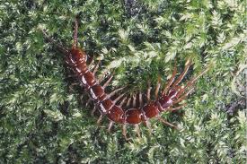 Attēlu rezultāti vaicājumam “Lithobius forficatus”