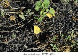 Attēlu rezultāti vaicājumam “Colias croceus underside”