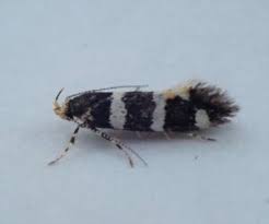 Attēlu rezultāti vaicājumam “Oecophoridae”