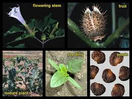 Image result for Datura stramonium