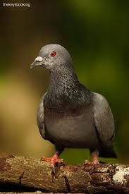 Attēlu rezultāti vaicājumam “Columba livia f. domestica adult”