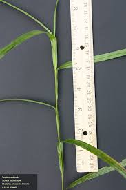 Attēlu rezultāti vaicājumam “Heterotrichia insignis (syn. Arcyria insignis) macro”