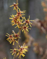 Attēlu rezultāti vaicājumam “Hamamelis”