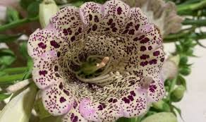 Image result for Digitalis purpurea