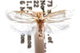 Attēlu rezultāti vaicājumam “Depressariidae”