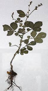 Attēlu rezultāti vaicājumam “Agrimonia pilosa bud”