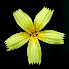 Attēlu rezultāti vaicājumam “Mycelis muralis flower”