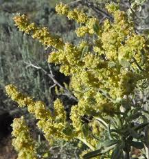 Attēlu rezultāti vaicājumam “Atriplex calotheca flower”
