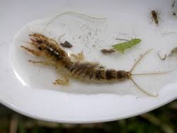 Attēlu rezultāti vaicājumam “Ephemera sp.”