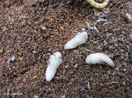 Attēlu rezultāti vaicājumam “Pseudocistela ceramboides”