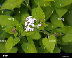 Attēlu rezultāti vaicājumam “Lunaria rediviva leaf”