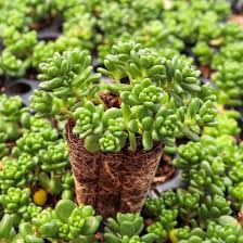 Attēlu rezultāti vaicājumam “Sedum album”