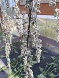 Attēlu rezultāti vaicājumam “Artemisia vulgaris flower”