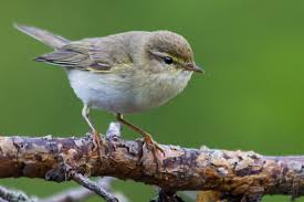 Attēlu rezultāti vaicājumam “Phylloscopus trochiloides adult”