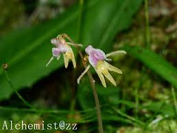 Attēlu rezultāti vaicājumam “Epipogium aphyllum”