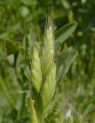 Attēlu rezultāti vaicājumam “Bromus hordeaceus subsp. hordaceus”
