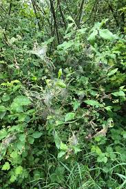 Attēlu rezultāti vaicājumam “Yponomeuta malinellus / cagnagella imago”