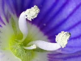 Attēlu rezultāti vaicājumam “Veronica chamaedrys flower”