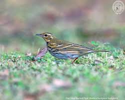 Image result for Anthus hodgsoni