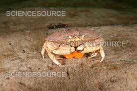 Image result for Cancer borealis