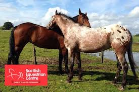 Image result for Scottish Equi Complex