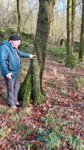 Attēlu rezultāti vaicājumam “Ptilidium pulcherrimum sporophyte”