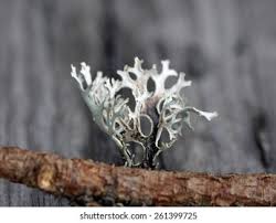 Attēlu rezultāti vaicājumam “Pseudevernia furfuracea”