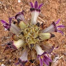 Attēlu rezultāti vaicājumam “Orobanche coerulescens flower”