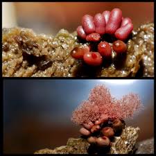 Attēlu rezultāti vaicājumam “Arcyria denudata spores”